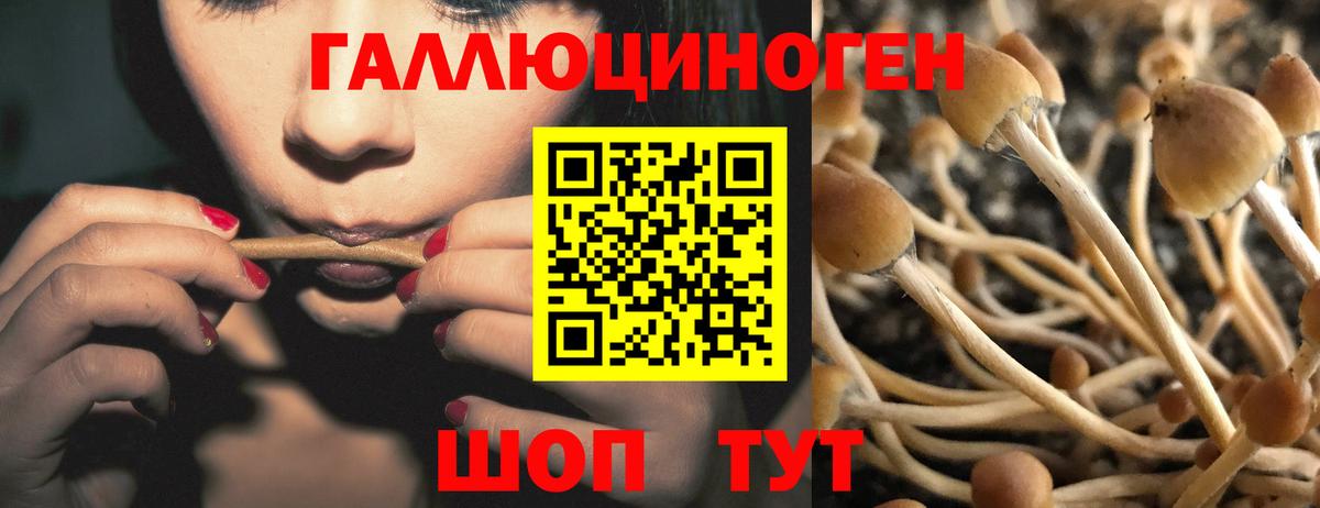 Псилоцибиновые грибы Psilocybine cubensis Сорочинск